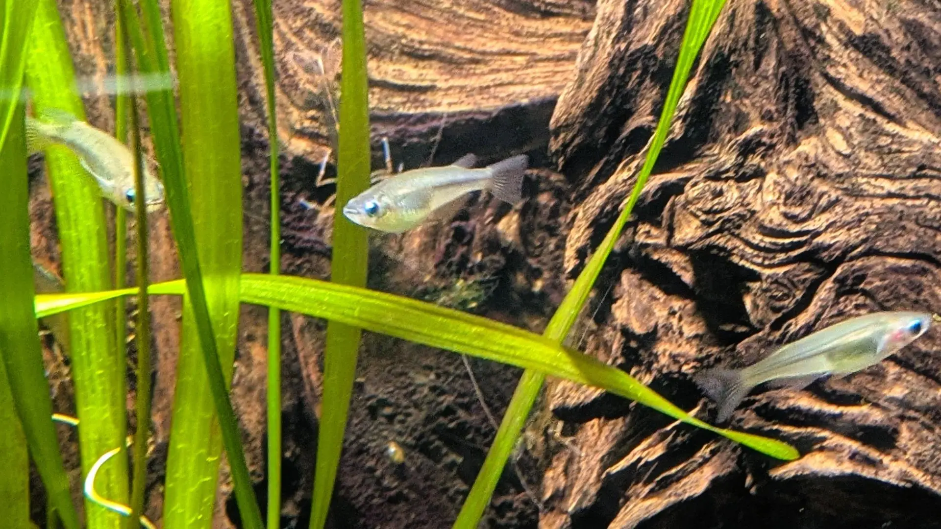 世界のメダカ館｜東山動植物園