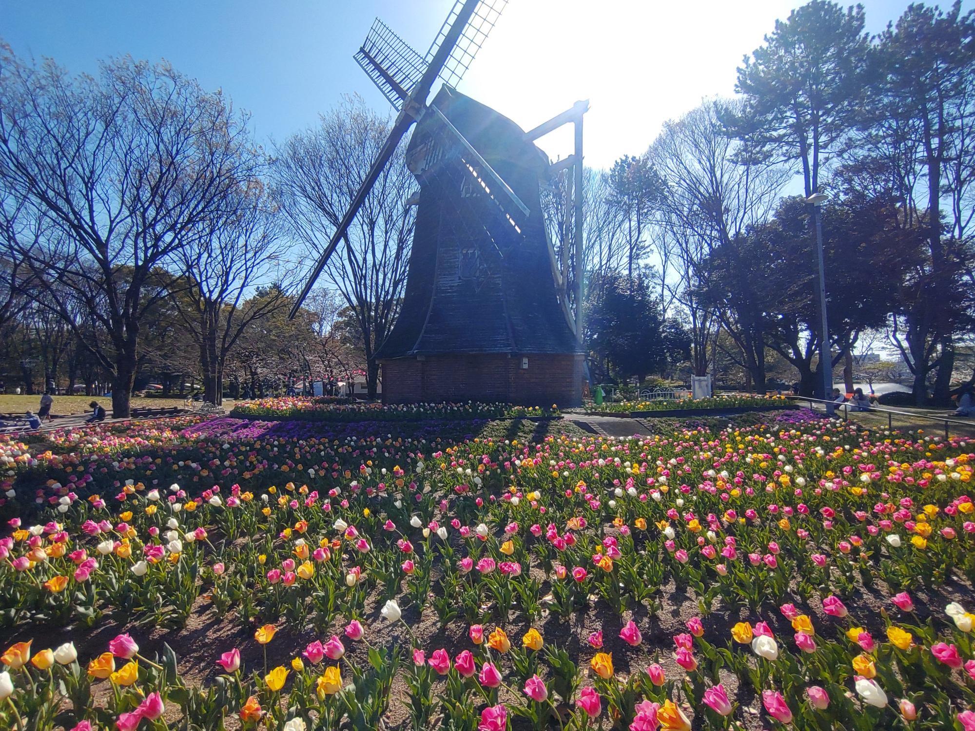 名城公園の風車と色とりどりのチューリップが広がる春の風景。