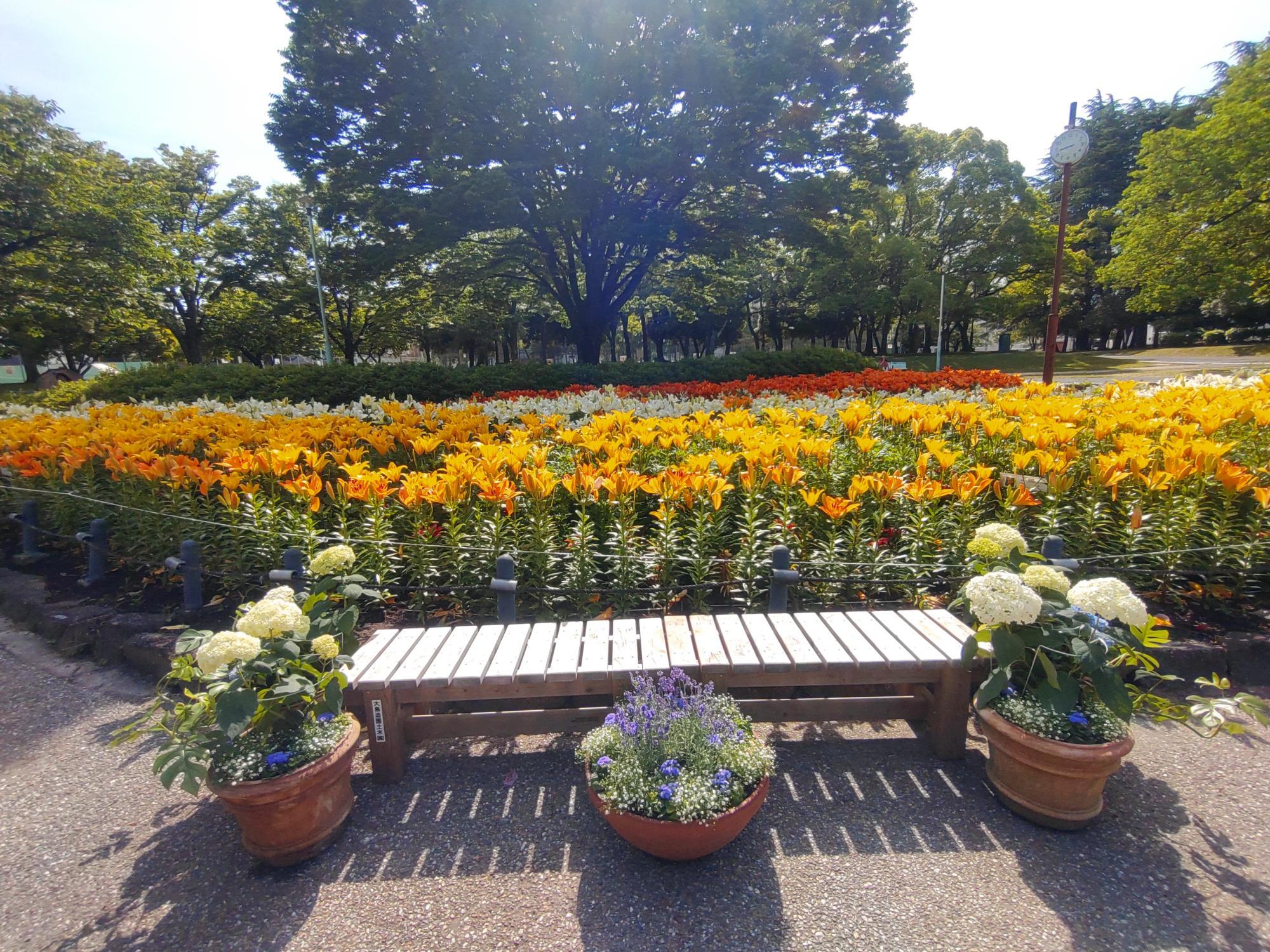 千種公園のユリの花畑