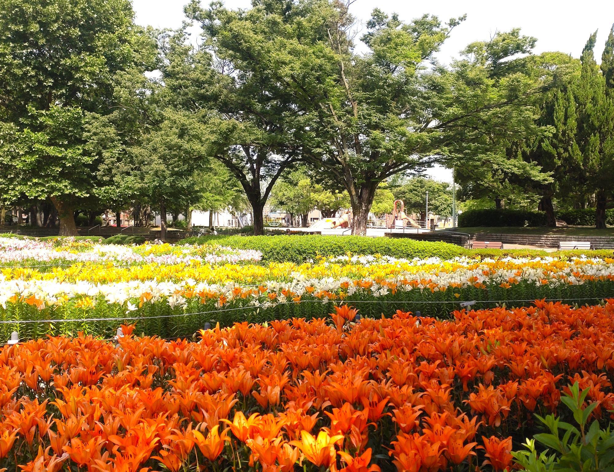 千種公園のユリの花畑