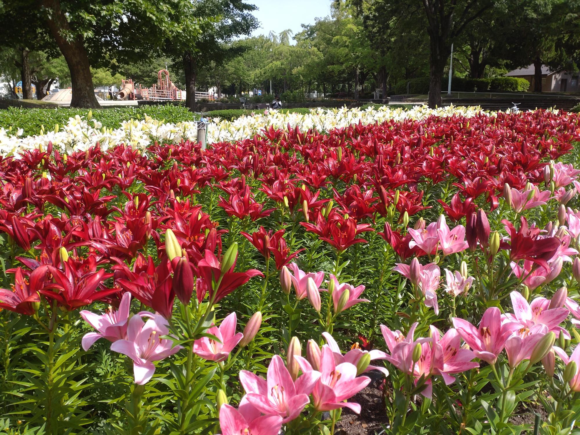 千種公園のユリの花畑
