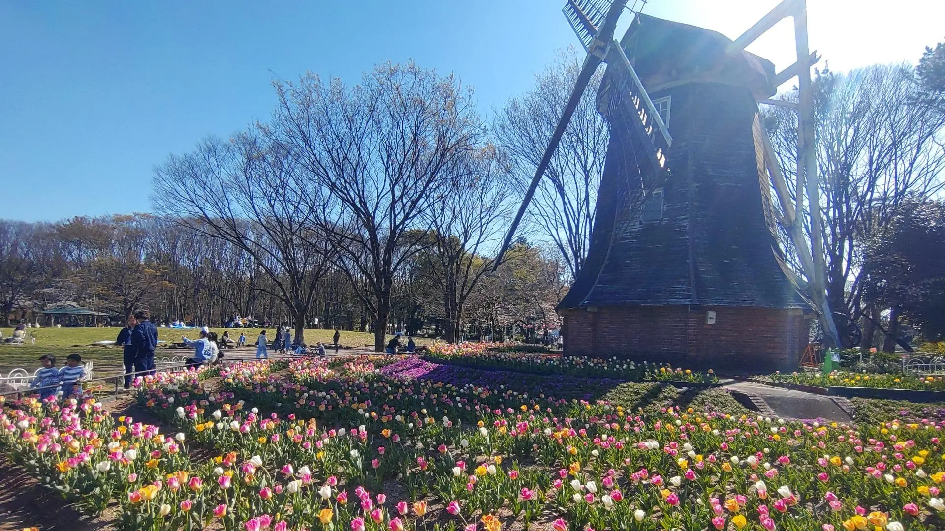 名城公園の風車と色とりどりのチューリップが広がる春の風景。