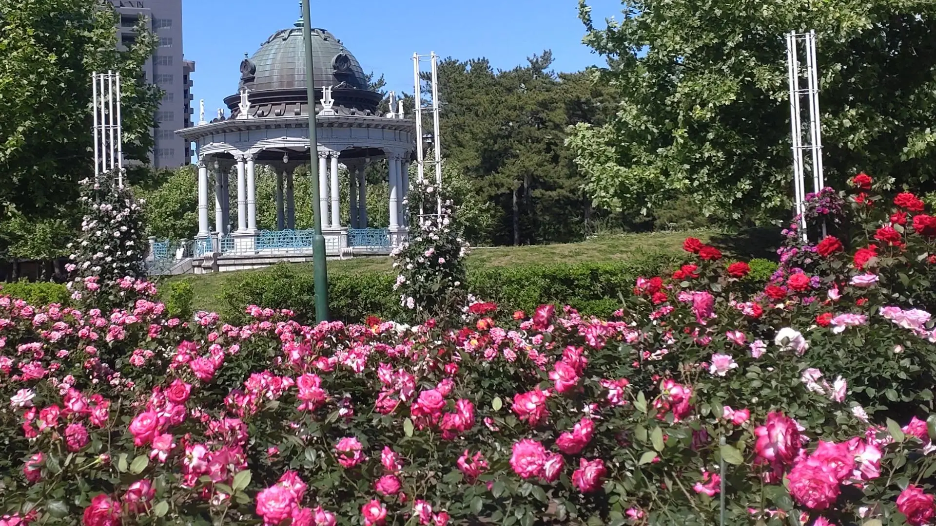 初夏の青空の下、ピンクや赤のバラが咲き誇る花壇と、その奥に佇む白いドーム型のガゼボが美しく調和した鶴舞公園のローズガーデンの風景。