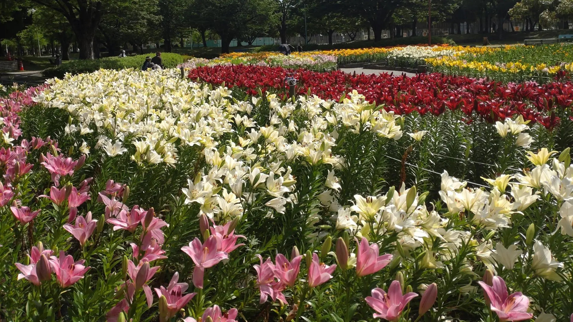 千種公園のユリの花畑
