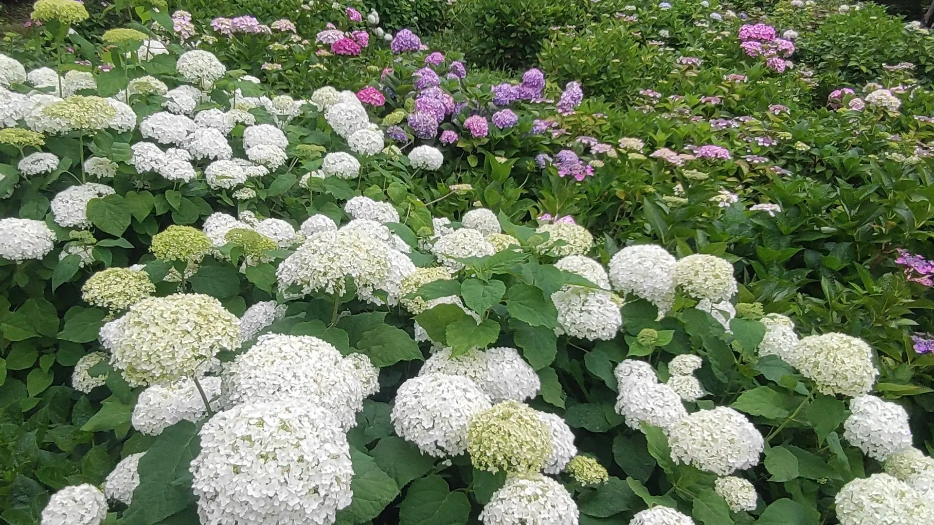 紫陽花が斜面いっぱいに咲く茶屋ヶ坂公園の初夏の風景