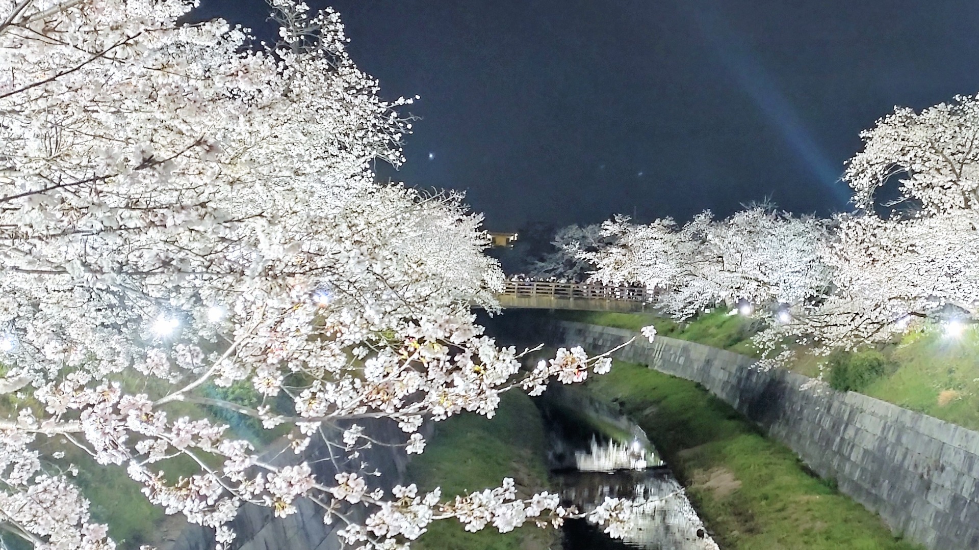 山崎川のライトアップで照らされた桜の花（2023年撮影）