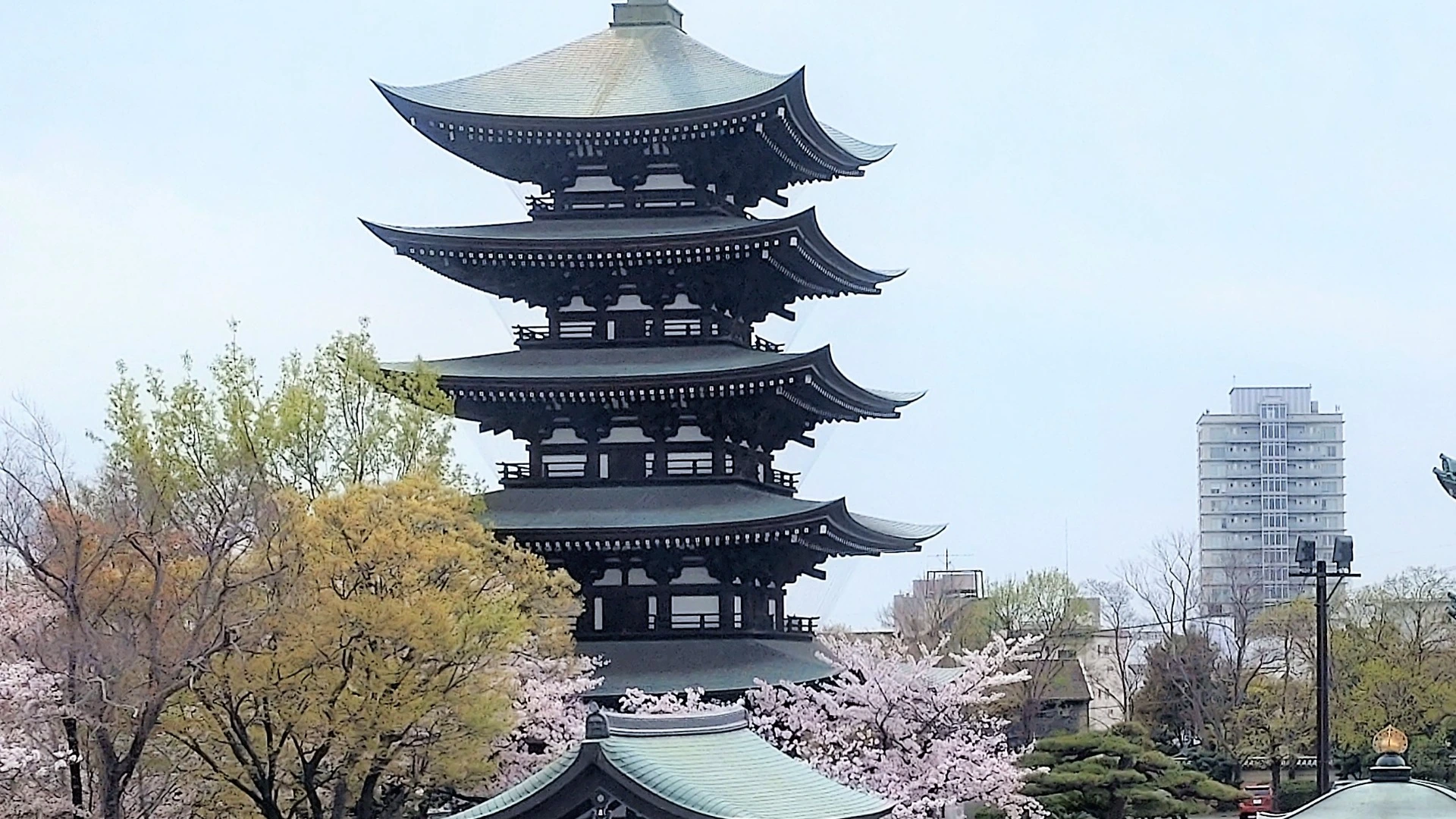 覚王山日泰寺の五重塔と満開の桜が重なる春の風景。
